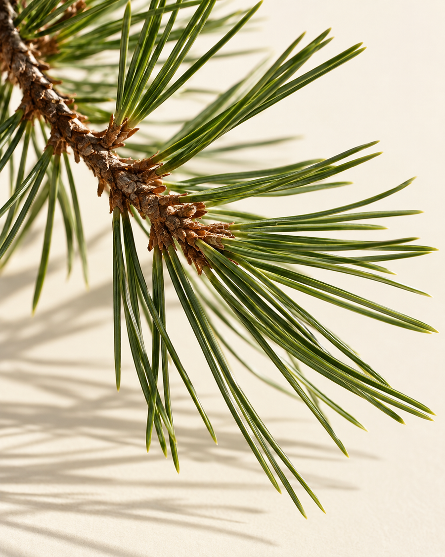 Pine