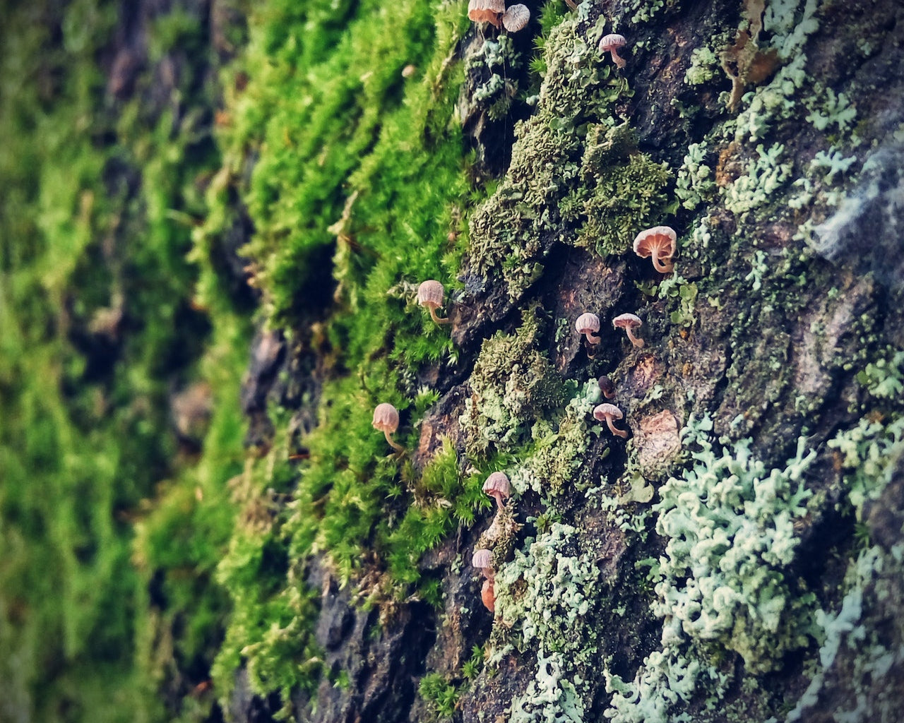 Discovering Oakmoss as an ingredient in Bukhoor