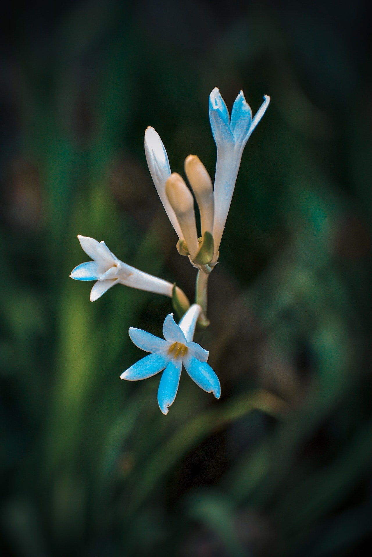 Explaining the chemical structure of Tuberose